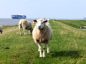 Neueröffnung****- Auszeit in Carolinensiel direkt am Nordseestrand