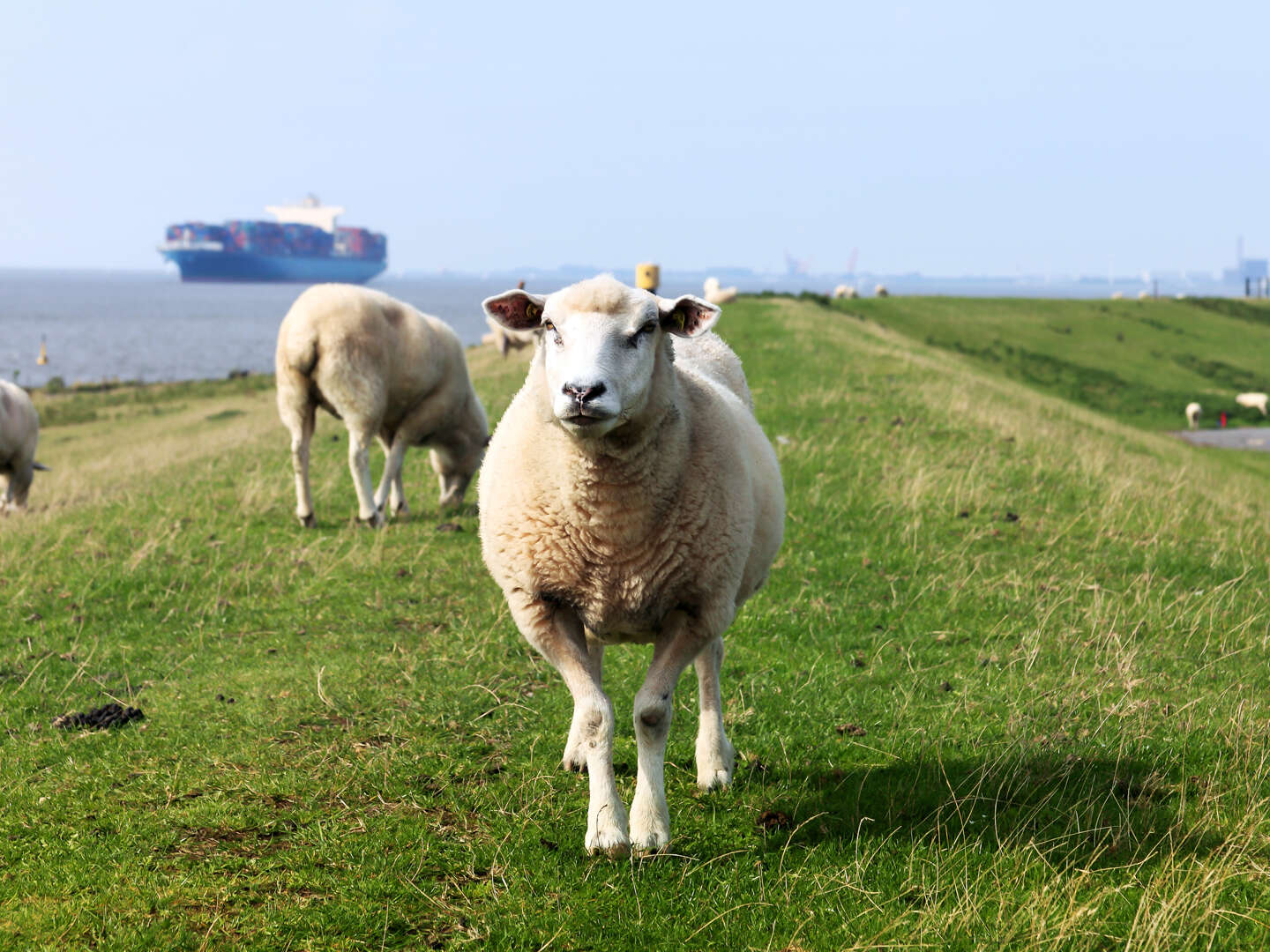 Neueröffnung****- Auszeit direkt am Nordseestrand in Carolinensiel 