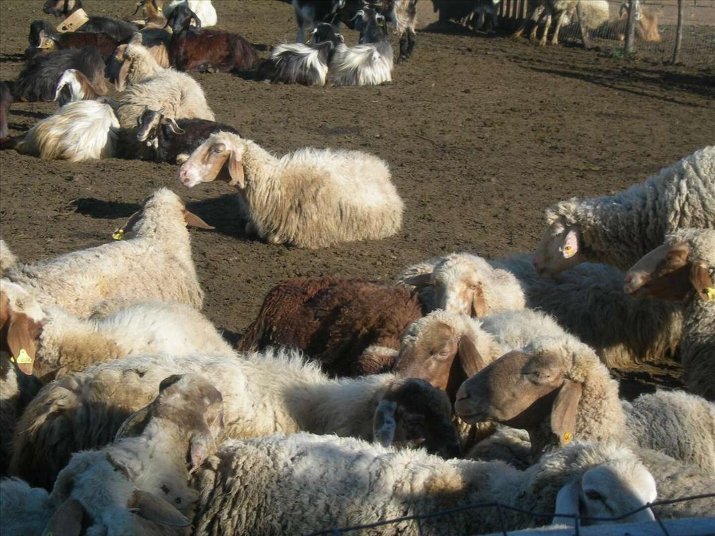 Auszeit in der Natur - Erholungsurlaub am italienischen Bio-Bauernhof| 6 Nächte