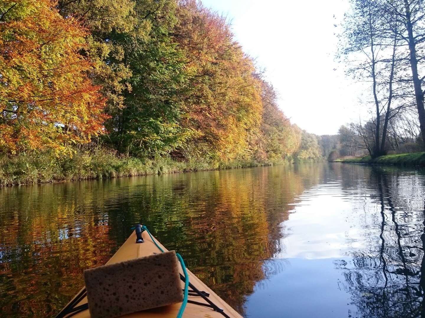 Vier Pfoten - Urlaub mit dem besten Freund inkl. Eintritt Bärenwald Müritz