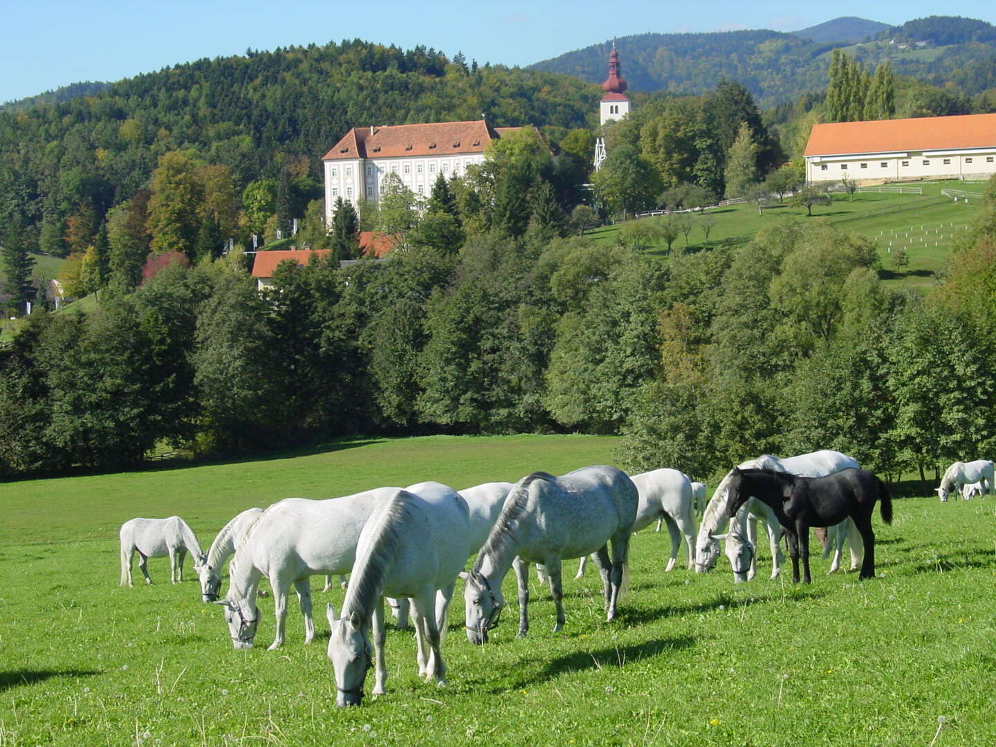 Wanderurlaub Steiermark - Heimat der Lippizaner entdecken | 4 Nächte