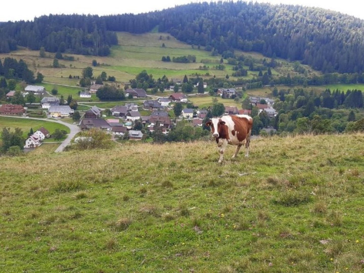 Genuss & Erholung im Schwarzwald 4 Tage