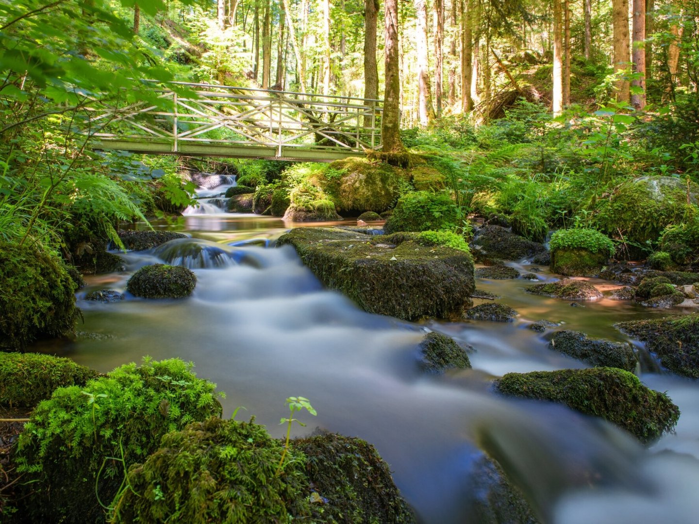 4 Tage Aktivurlaub in Bad Säckingen – Natur erleben mit Halbpension & Leihfahrrad